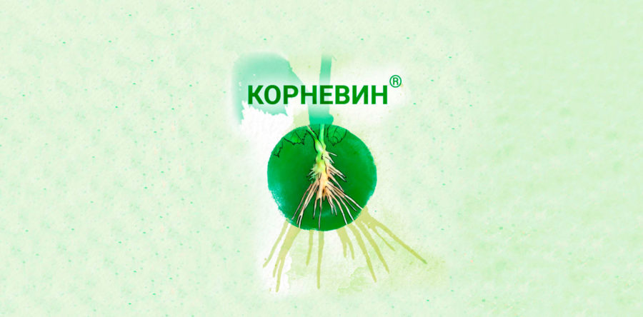 Корневин