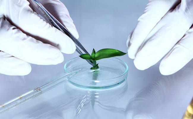 Science experiment with plant