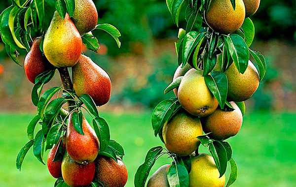 Плодовые культуры (яблоня, груша, вишня, слива, черешня)